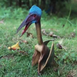 Фігурка динозавра Птерозавр Кецалькоатль 14 см - Зображення 4